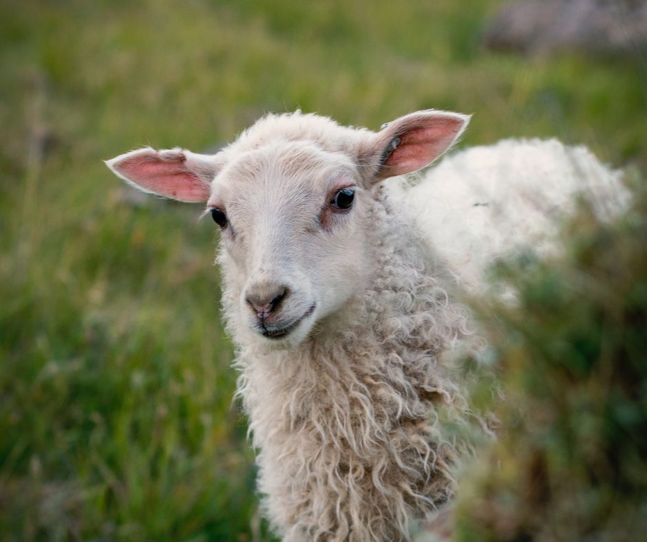 Picture of Iceland's Sheep, the Number 1 Driving Hazard for an Iceland Road Trip | Iceland with a View 