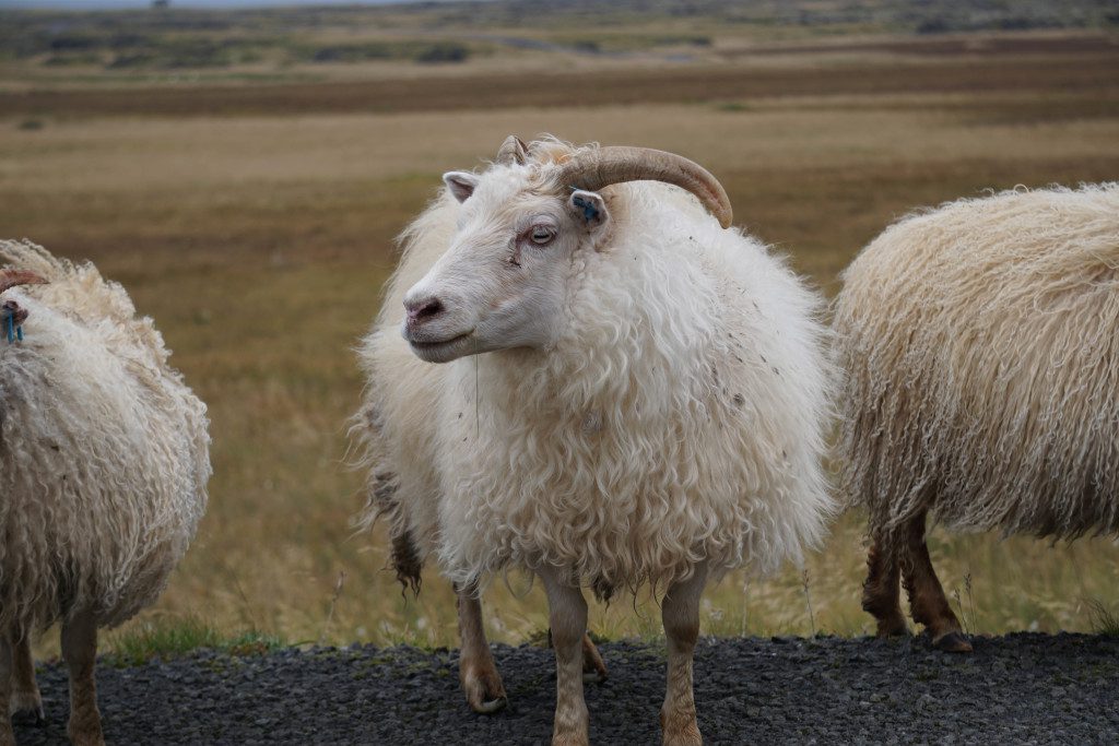 In Iceland, sheep outnumber humans! Watch out for sheep when driving in Iceland // 8 Rules for an Epic Iceland Road Trip, Blog01042023