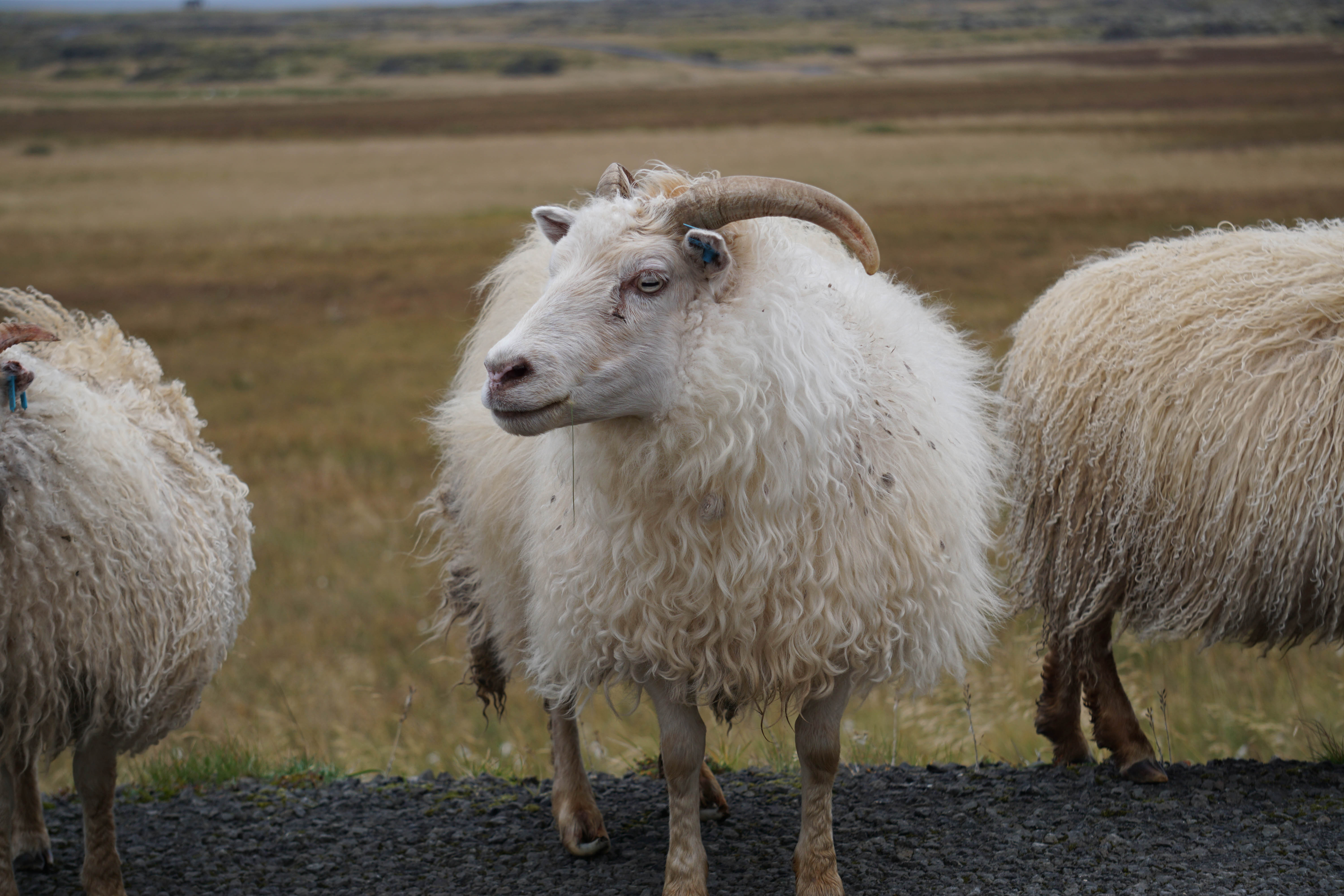 In Iceland, sheep outnumber humans! Whatch out for sheep when driving in Iceland // 8 Rules for an Epic Iceland Road Trip