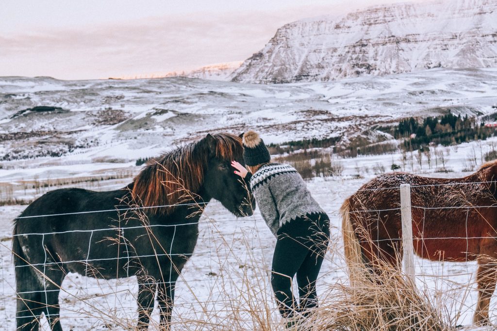 Animals + wildlife in Iceland | Where and When to find them
