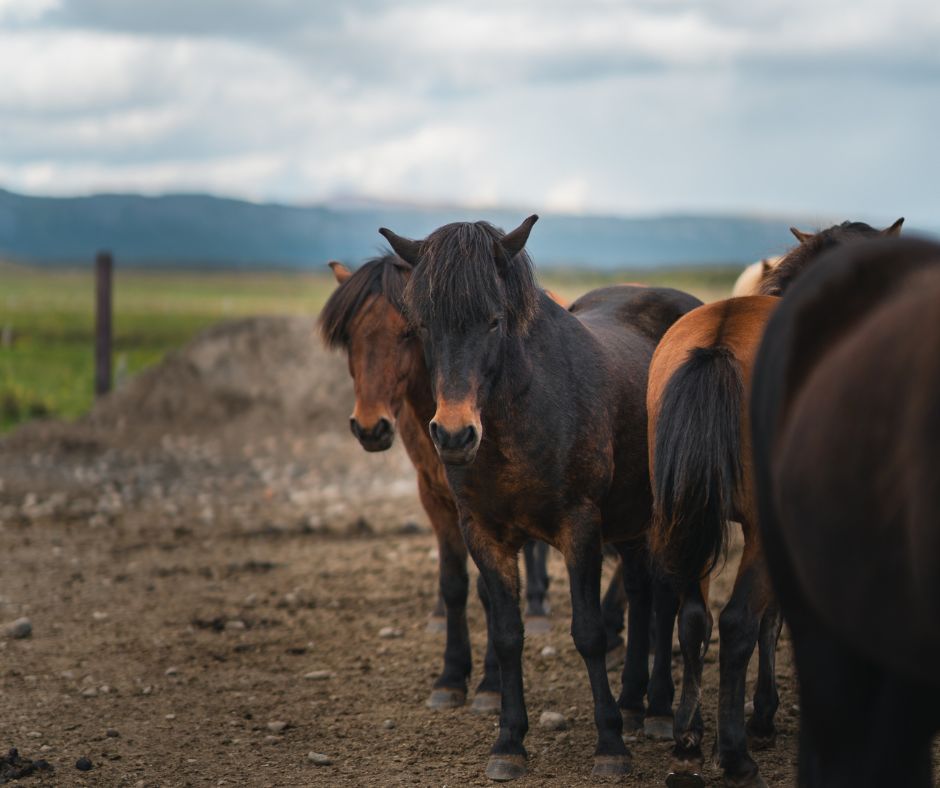 Picture of Different Icelandic Horses | Iceland with a View 
