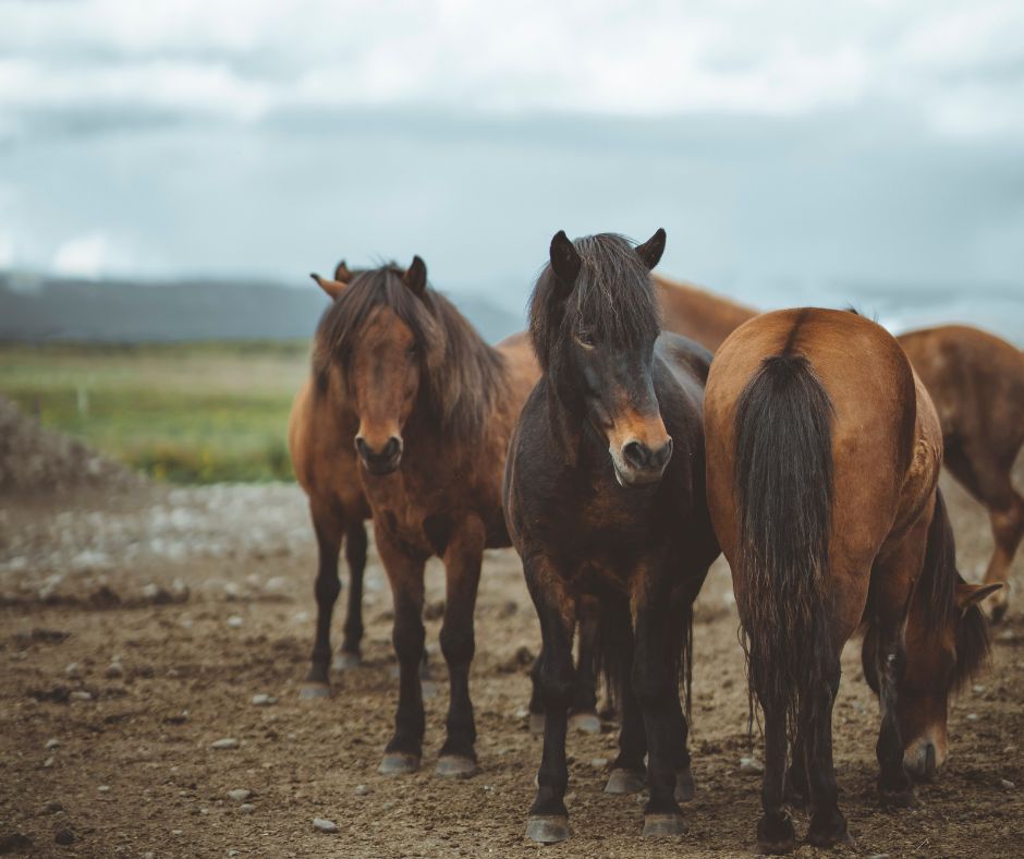 Picture of Multiple Icelandic Horses Together | Iceland with a View 