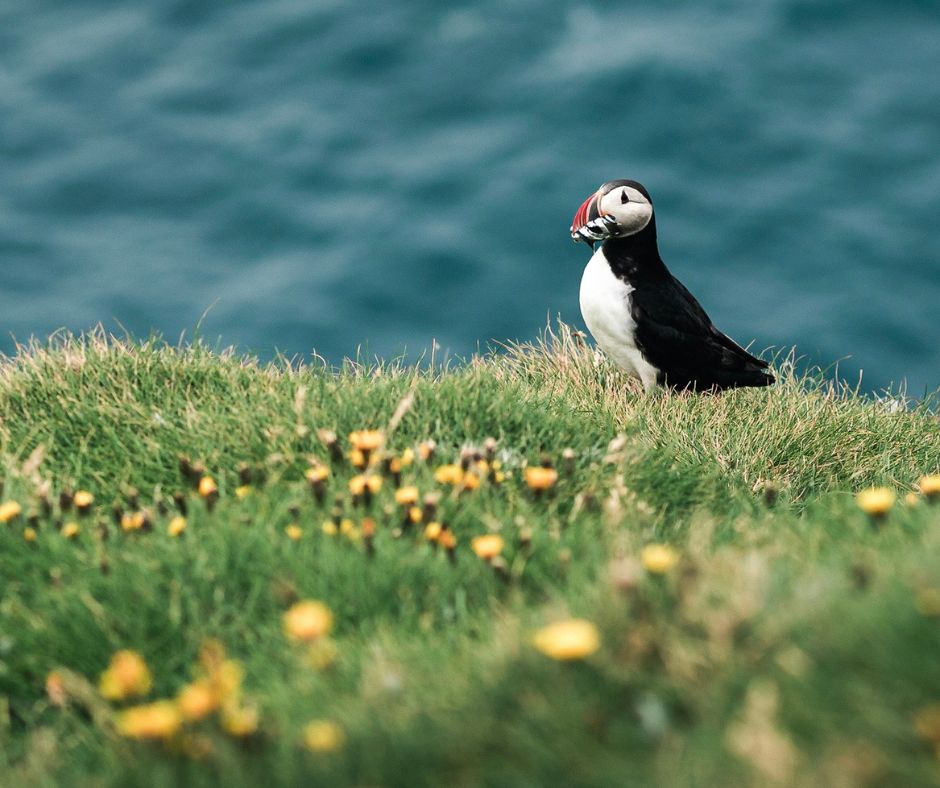 Picture of a Puffin in Spring in Iceland | Iceland with a View