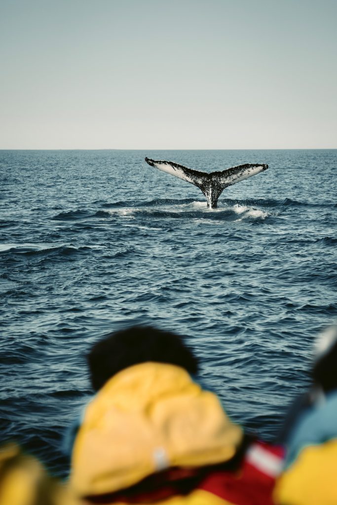 Whale Watching Tour in Husavik Iceland