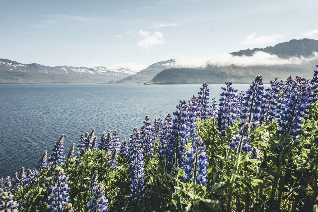 Exploring Iceland In June? Here’s Everything You Need to Plan Your Adventure