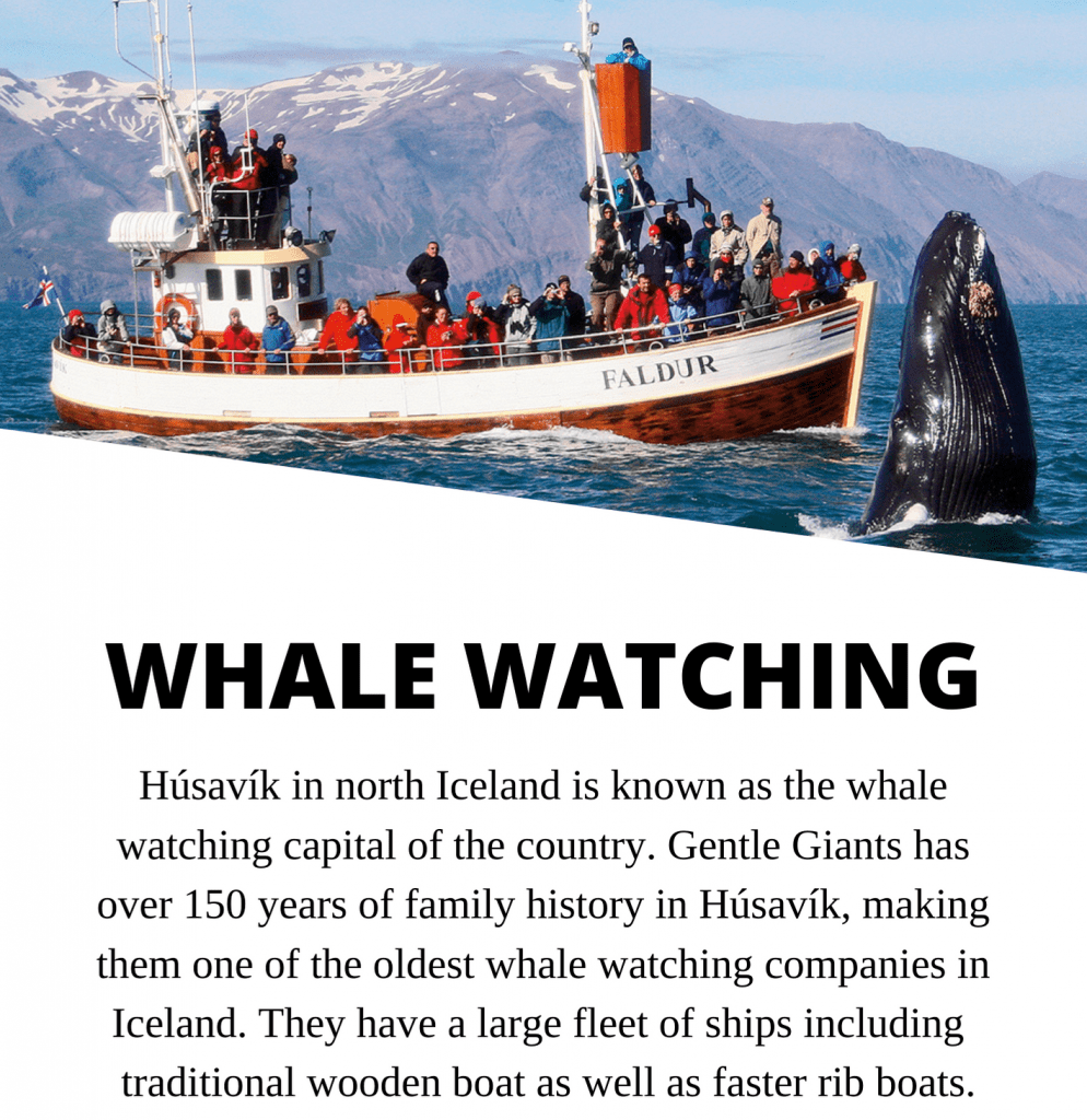 whale watching tours icleand