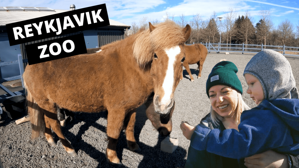 Reykjavik Zoo + Family Play Area | Iceland with Kids