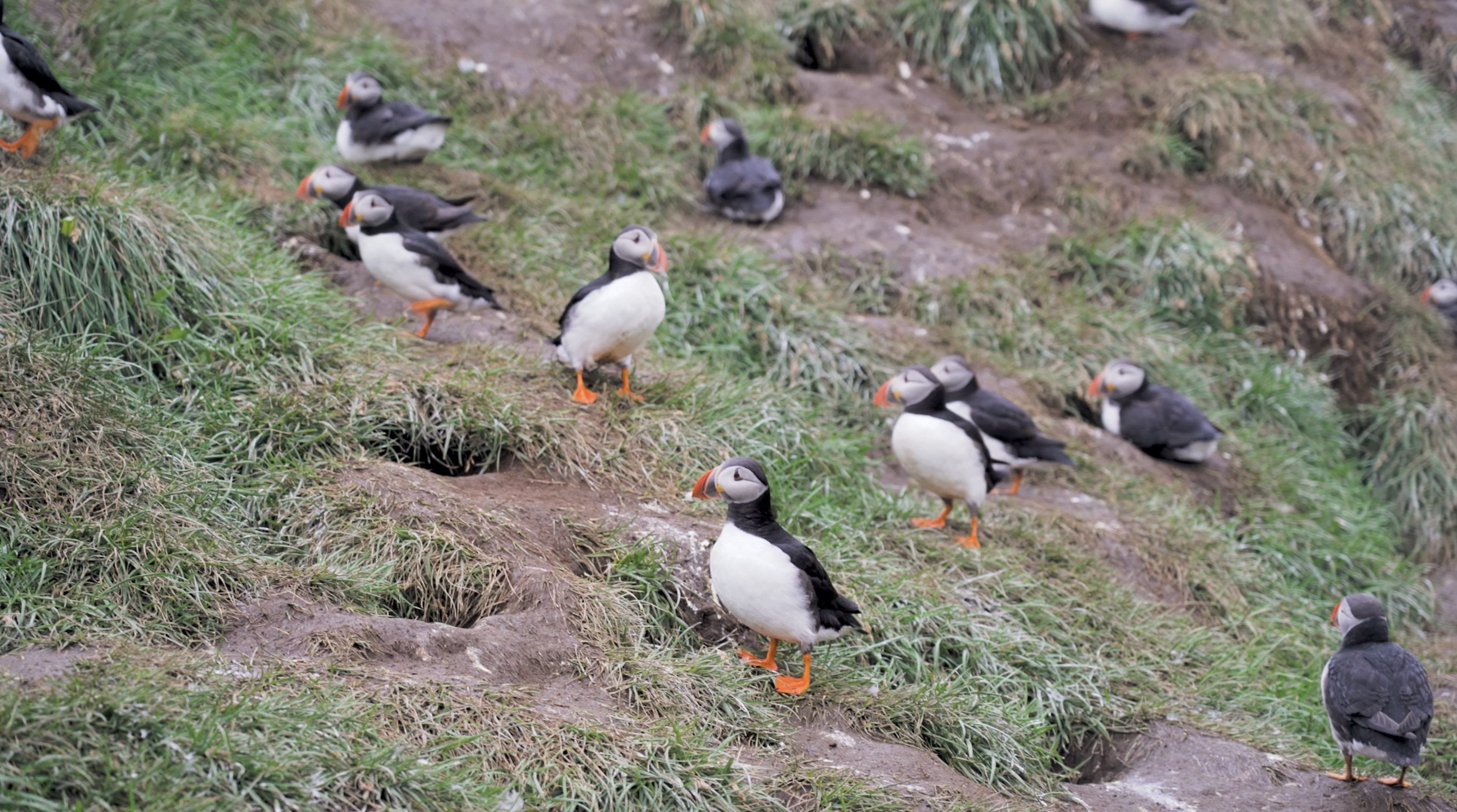 Puffins in Iceland  Borgarfjörður eystri