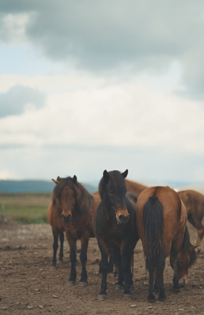 Iceland in May; What you need to know to plan your trip; Icelandic horse; International Day for Icelandic Horse;