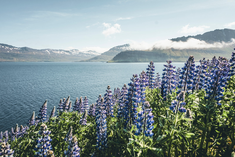 Iceland in May; What to expect and how to plan your trip; Lupine bloom in May; 