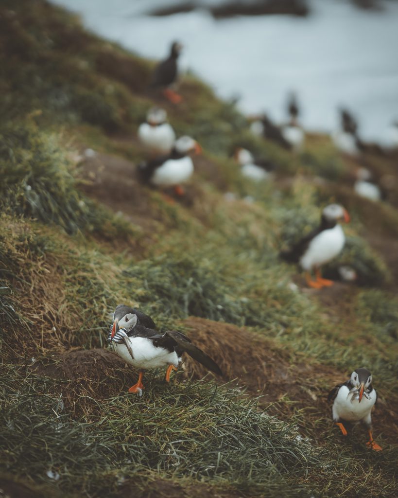 Ultimate Guide to Puffins in Iceland