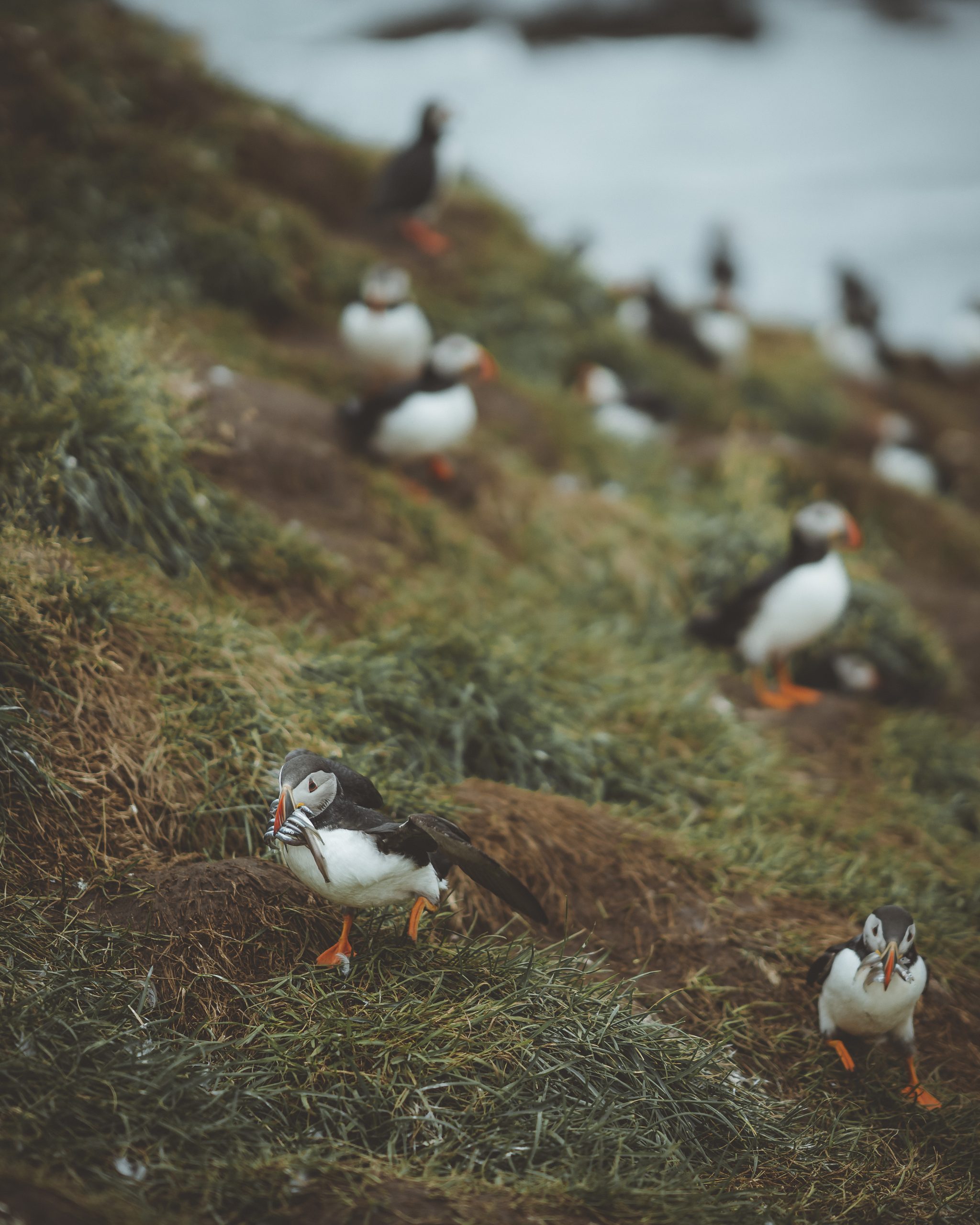 Puffins in Iceland - All You Need to Know About