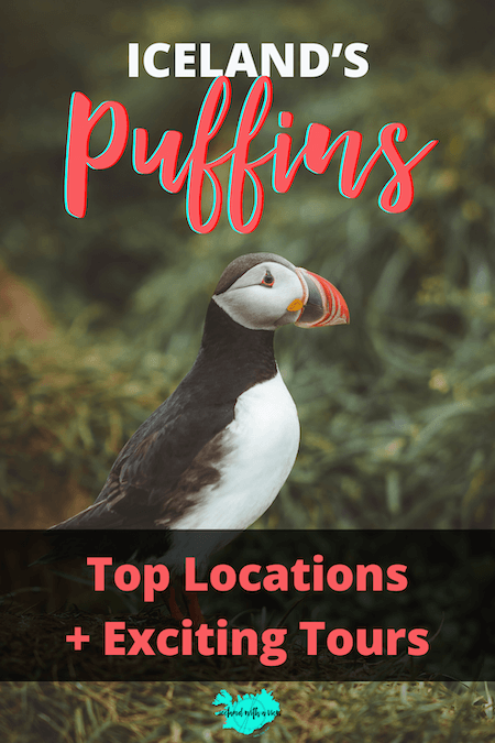 Pinterest Pin Image of Puffins in Iceland Blog Post | Iceland with a View 