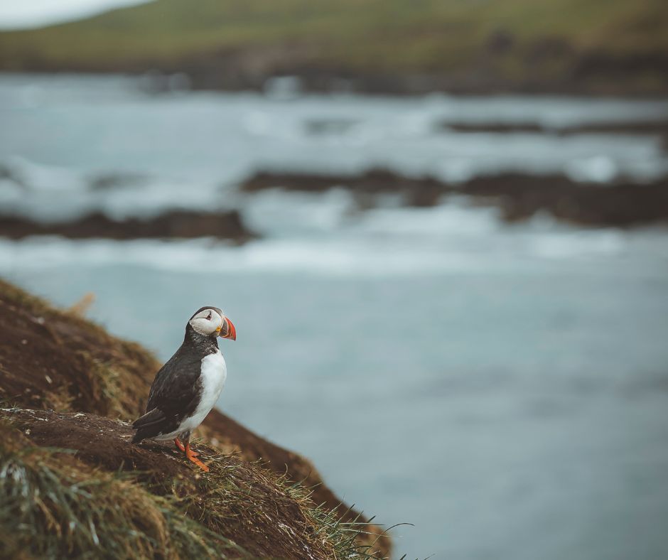 Picture of a Puffin in Iceland Near the Cliff | Iceland with a View 