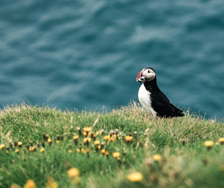 Puffins in Iceland: Top 6 Locations and Exciting Tours