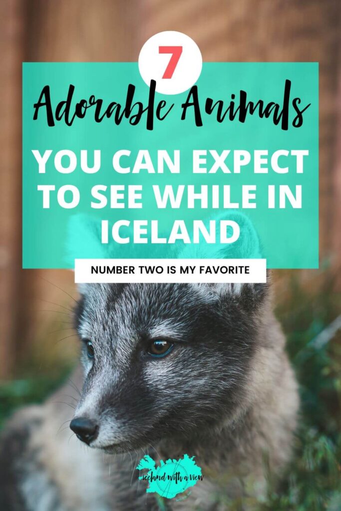 Pinterest Pin Image of 7 Adorable Animals you can expect to see while in iceland | Iceland with a View 