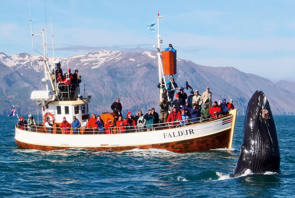 Húsavík Whale Watching | Iceland With A View 