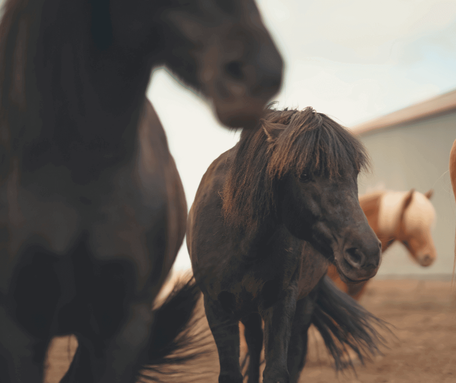 Iceland With A View | Picture Of Icelandic Horses | Animals And Wildlife In Iceland 