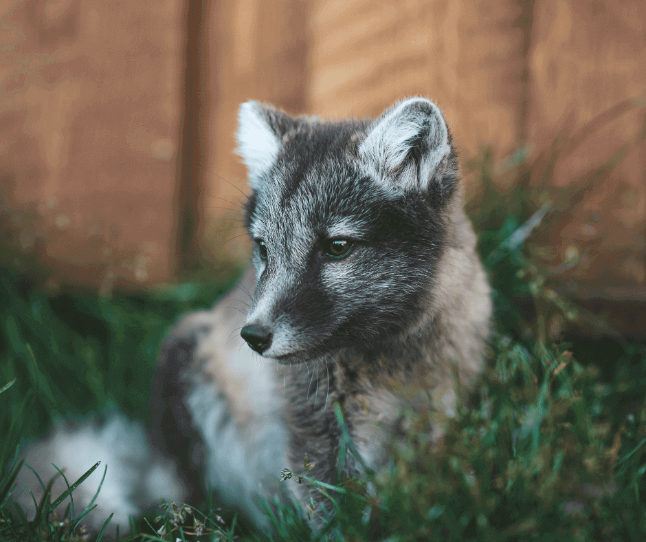 Icelandic Arctic Fox | Iceland With A View 
