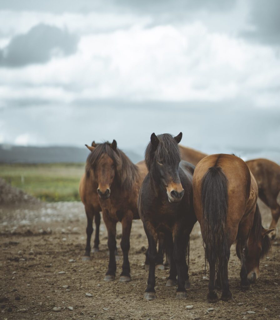 Iceland With A View | Picture Of Icelandic Horses | Animals And Wildlife In Iceland