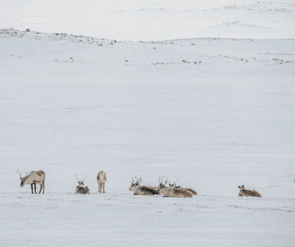 Icelandic Reindeer | Iceland With A View 