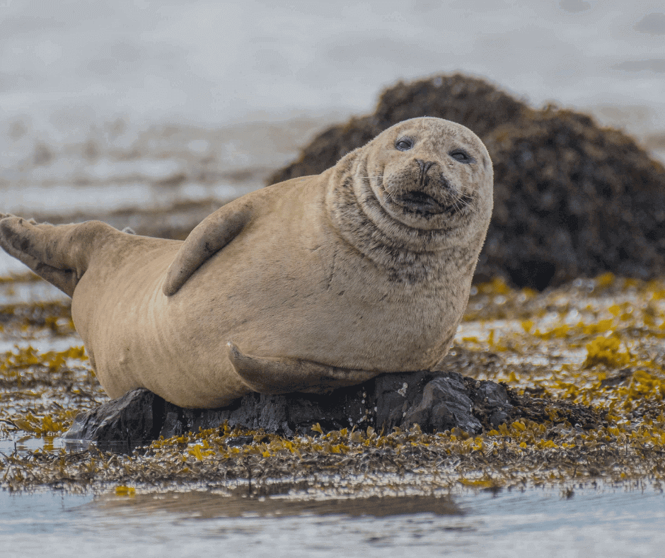 Icelandic Seal | Iceland With A View 