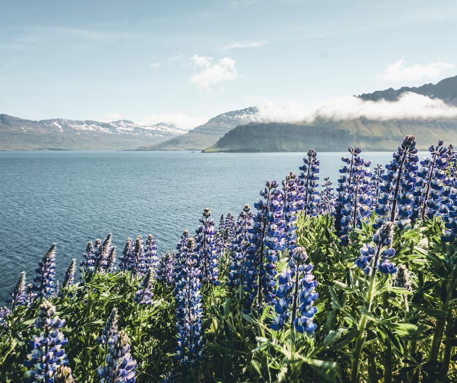 Picture of Lupines Located at a Mountain Next to a Lake | Iceland Spring Packing | Iceland with a View 