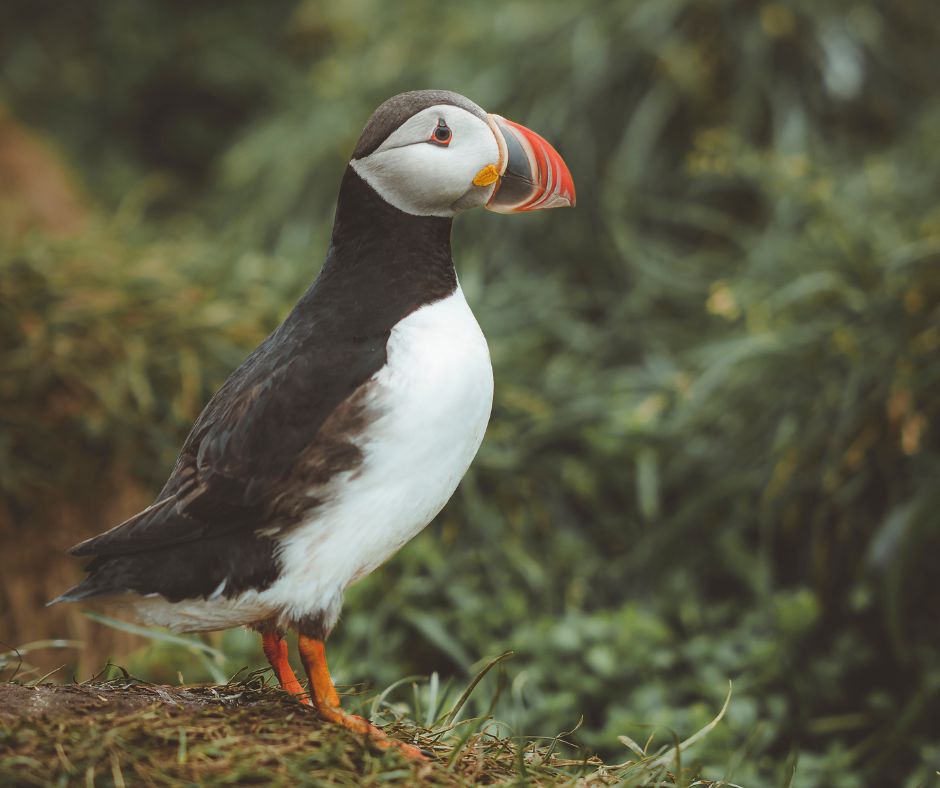 Picture of a Puffin in Iceland 