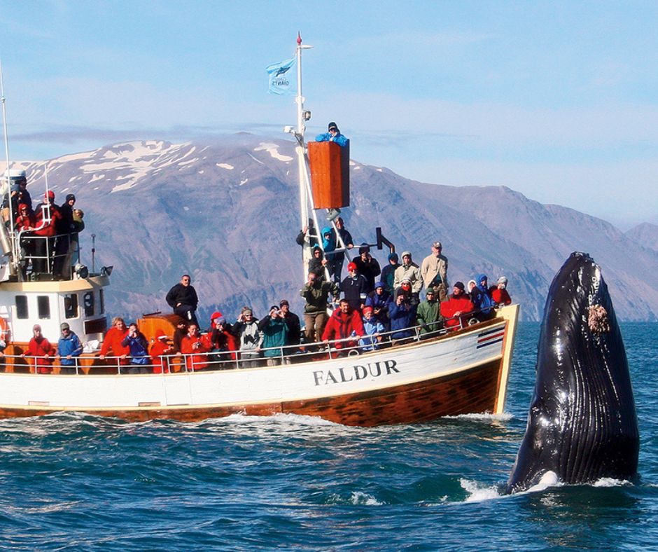 Picture of a Crowd Whale Watching on a Boat in Skjálfandi Bay in Húsavík, a Famous Tour by Gentle Giants in  in Iceland 