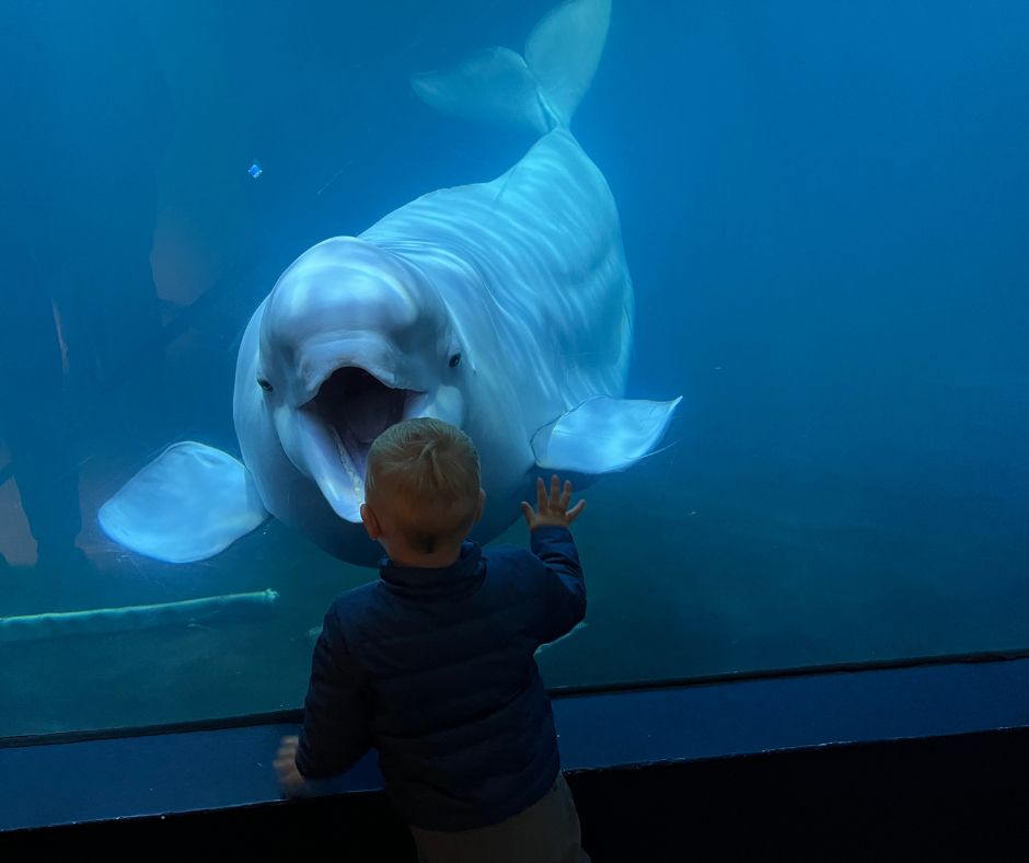 Picture of Jeannie's Toddler Interacting with a Beluga Whale in the Sæheimar Aquarium in the Westman Islands in Iceland | Iceland with a View 