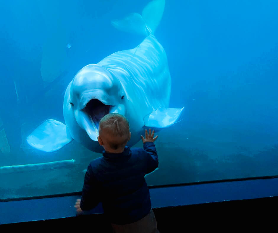 Picture of Jeannie's Son Watching a Whale in the Beluga Whale Museum in Iceland | Iceland with a View 