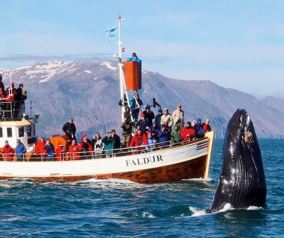 Picture of Tourists Inside of a Boat for Whale Watching in Iceland | Iceland with a View