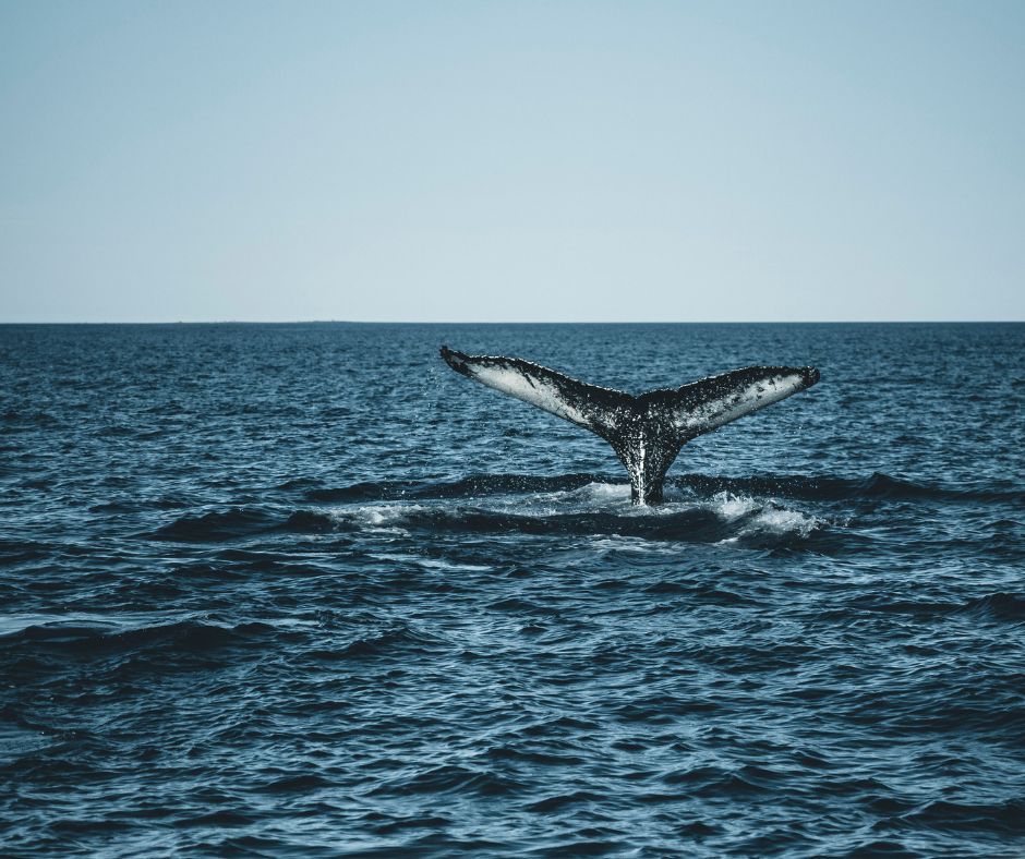Picture of a Whale in Iceland | Iceland with a View