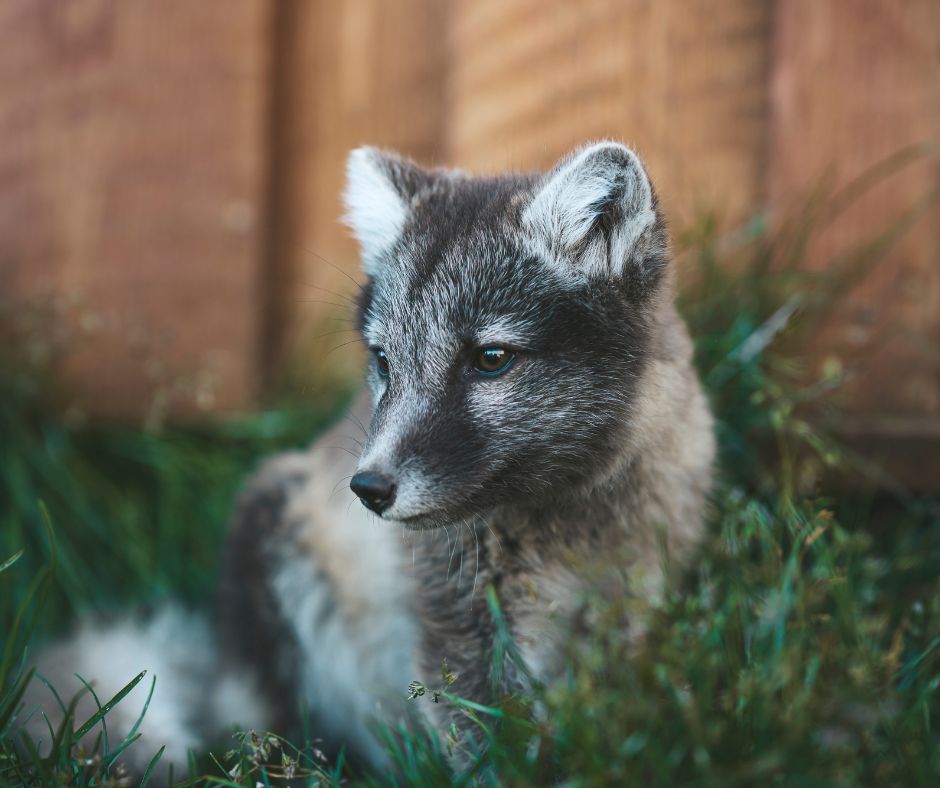 Close Up Picture of a Baby Arctic Fox that, as Fun Facts About Iceland, is the Only Native Mammal in Iceland | Iceland with a View 