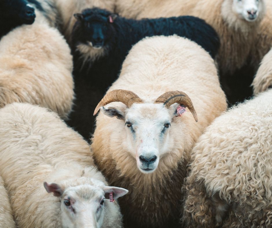 Picture of Iceland's Sheep, where Communities come Together to Round Up and Sort Sheep, which is a Fun Fact About Iceland | Iceland with a View 