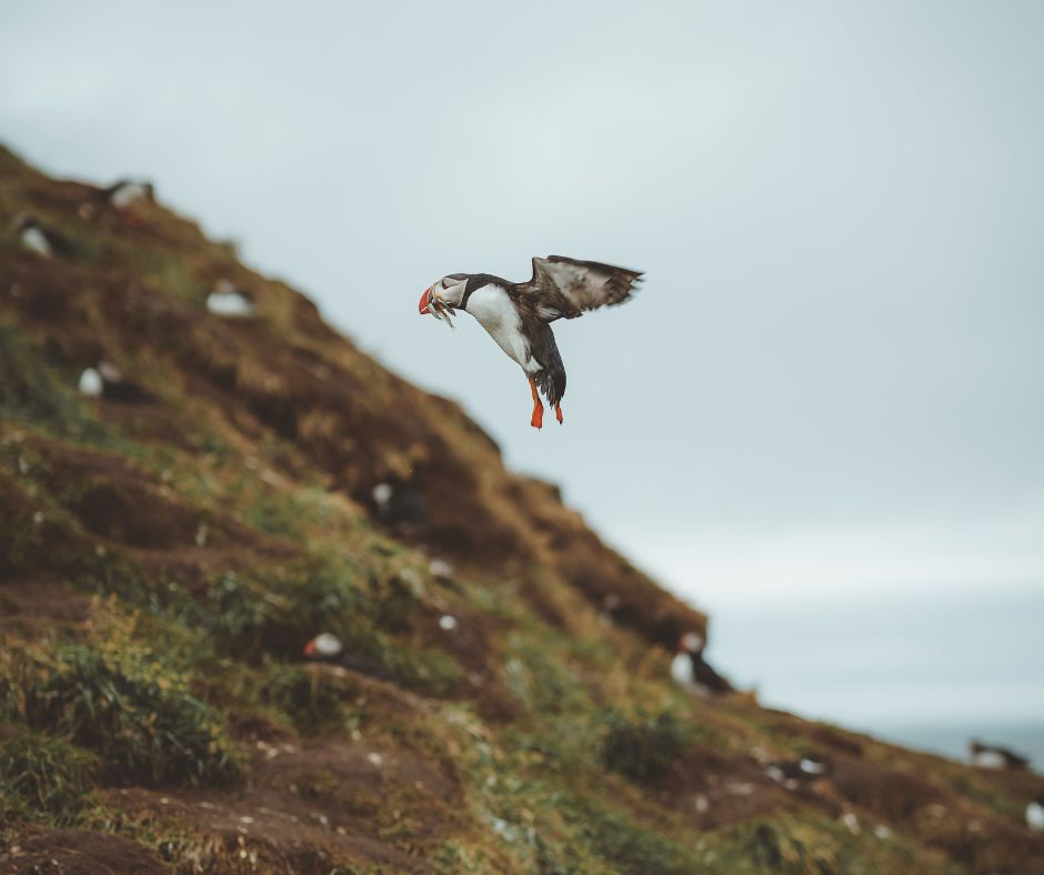 Picture of the Beautiful Puffins that You an Spot in Iceland in Spring | Iceland with a View 