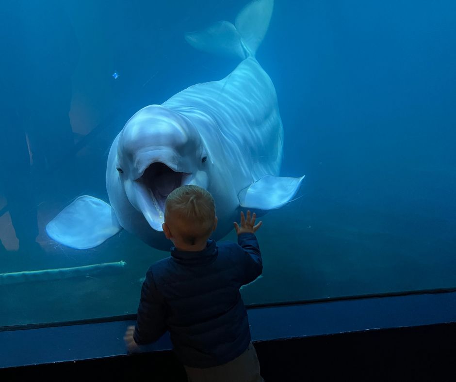 Picture of Jeannie's Son in Front of a Beluga Whale at the Museum, One of the Things that You Can Do When There's Bad Weather In Iceland | Iceland with a View