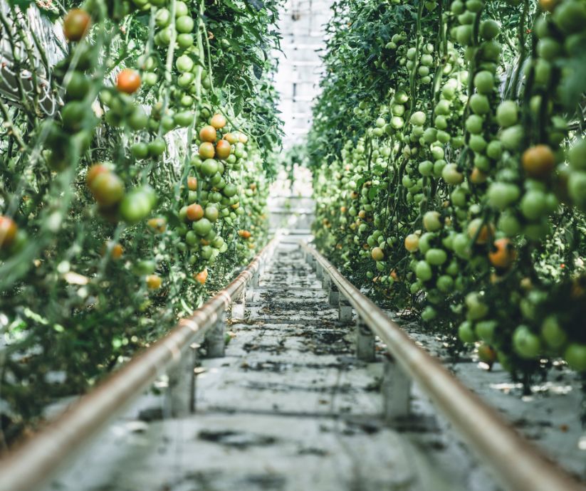 Picture of Tomatoes Inside Friðheimar's tomato farm | Golden Circle vs South Coast | Iceland with sa View
